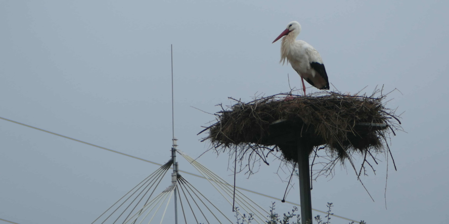 Plateforme à cigognes © Thierry Bara ENEDIS